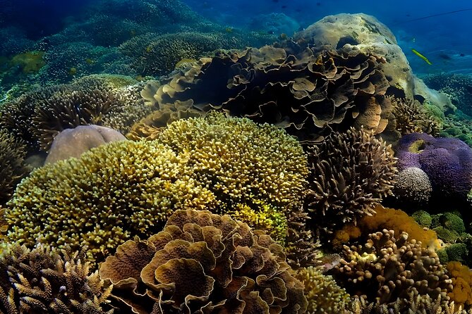 Snorkeling In Nusa Penida Departing From Bali Island - The day begins before Bali wakes up