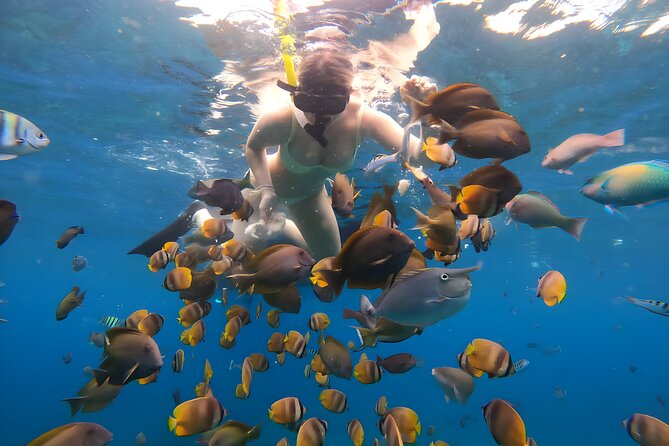 Snorkeling In Nusa Penida Departing From Bali Island - Morning or afternoon departure?