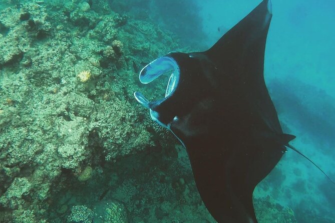 Snorkeling In Nusa Penida Island With Manta Ray From Bali - Manta Bay: the exciting part with no guarantee