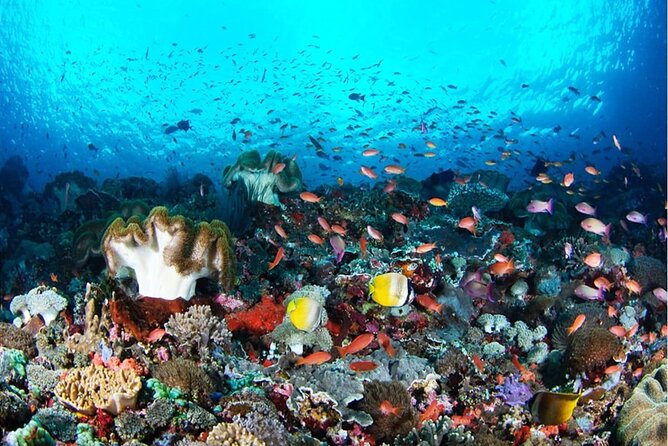 Snorkeling Nusa Penida and Island Tour Package - An early start from Seminyak to Sanur