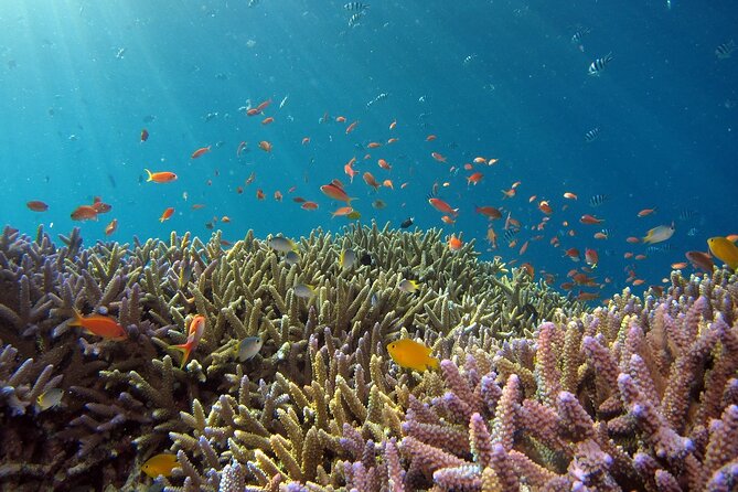 Snorkeling Nusa Penida and Island Tour Package - Broken Beach and Angel’s Billabong