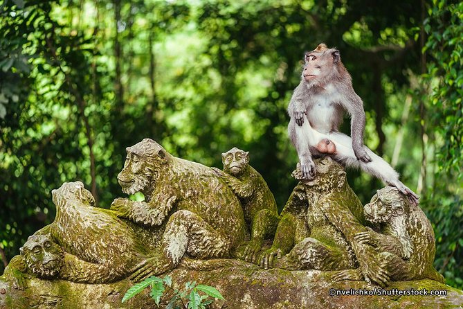 The Best of Ubud Tour and Jungle Swing - Tirta Empul and Bali’s Sacred Water