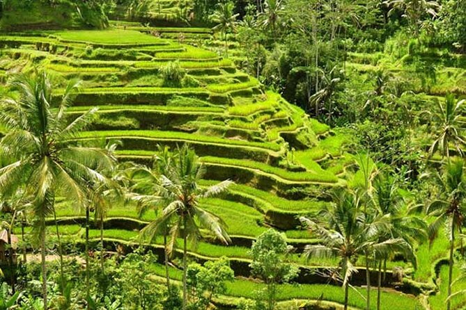 Tlaga Singha Infinity Pool, Jungle swing & Rice Terrace Trip - Three hours at Tlaga Singha