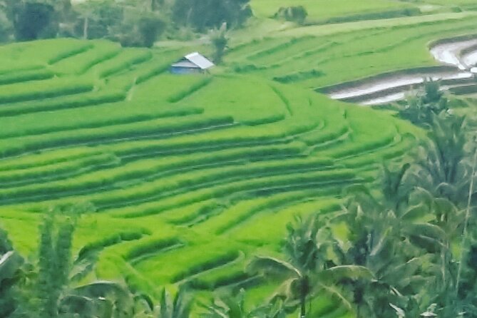 Ubud Buggy Adventure & Costumize Activities & cultural tours - Building your own Ubud day