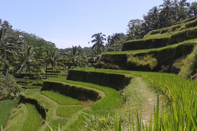 Ubud Cultural Day Tour: A Day for Balinese Cultural Experience - Monkey Forest and Pura Dalem