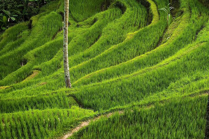 Ubud Cultural Day Tour: A Day for Balinese Cultural Experience - Goa Gajah, the Elephant Cave
