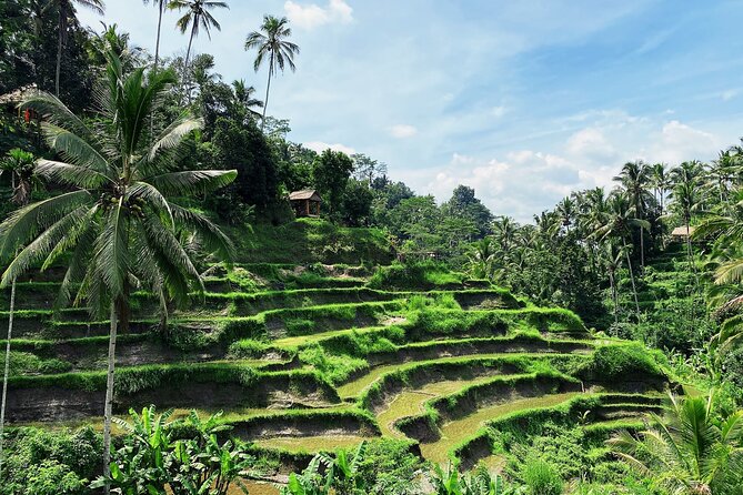 Ubud Experience | Full Day Private Tour in Ubud | FREE WIFI - The Bali swing, a high-energy add-on