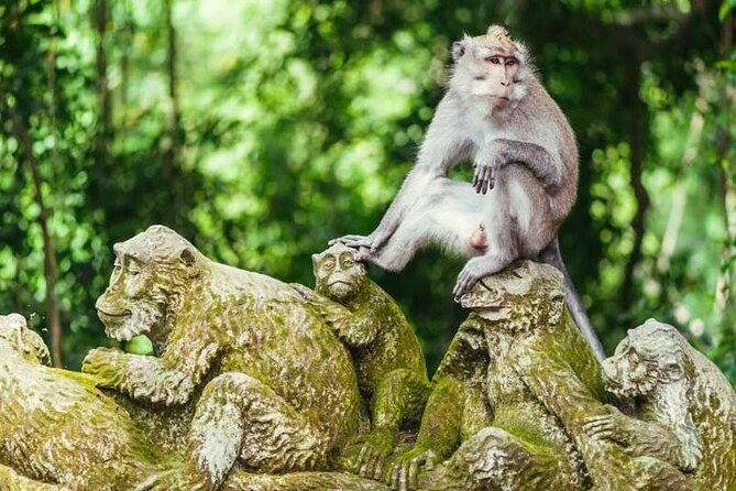 Ubud Full Day Tour Waterfall Monkey Forest Rice Terrace - The driver can shape the whole day