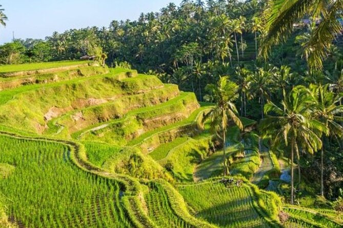 Ubud Full Day Tour Waterfall Monkey Forest Rice Terrace - Who should book this Ubud day tour?