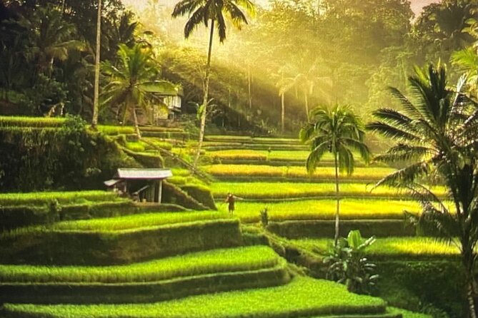Ubud Highlight Rice Terrace,Waterfall,Temple and Art village - Key points to know before booking