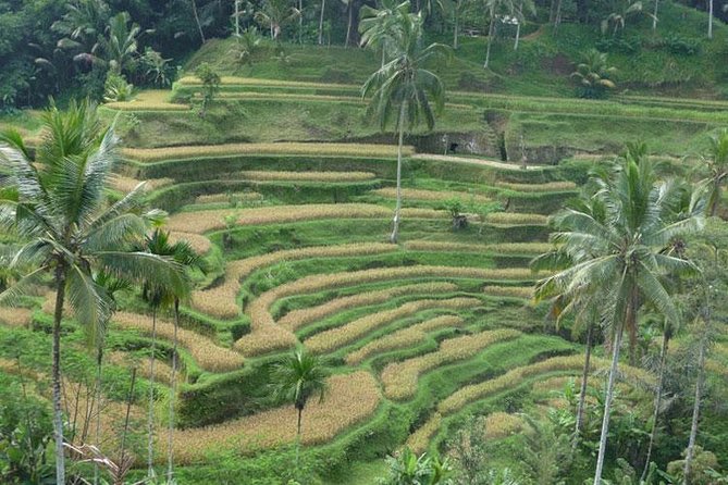 Ubud Kintamani Tour - Barong and kris dance: a dramatic start