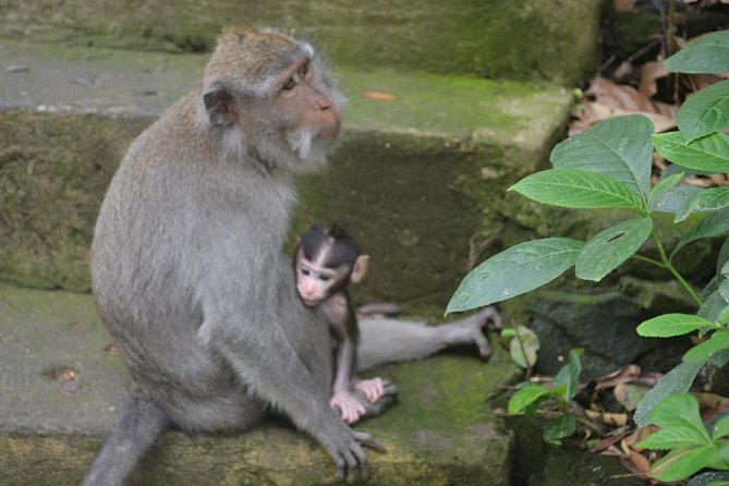 Ubud Private Tour : Choice Your Own Trip - Why a private Ubud day can work so well