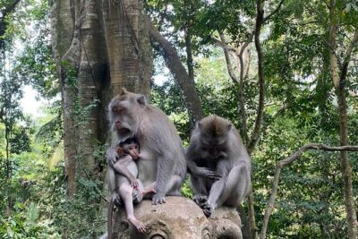 Ubud Private Tour: Monkey Forest, Rice Terrace, Temple, Waterfall
