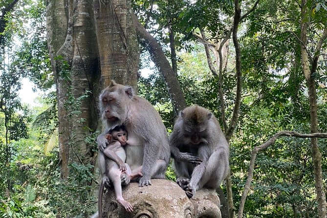 Ubud Private Tour: Monkey Forest, Rice Terrace, Temple, Waterfall - Monkey Forest: temples among the macaques