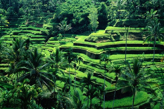 Ubud Private Tour : Ubud Temple and Authentic of Ubud - Sacred Monkey Forest: a short encounter with Ubud’s macaques