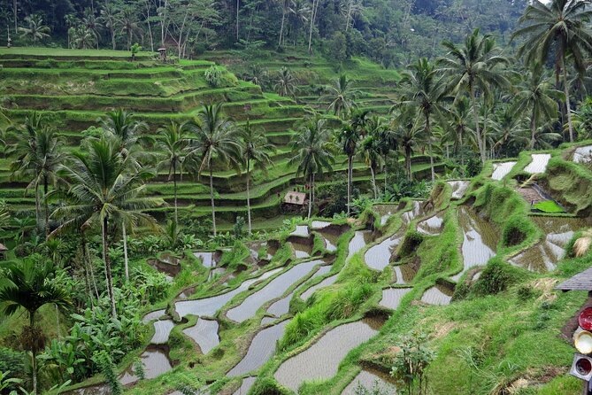 Ubud private tours - Tirta Empul, Bali’s holy water temple