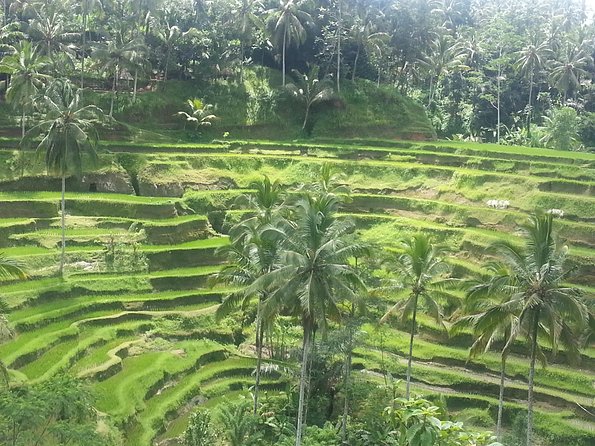Ubud Tegalalang Rice Teracce & Tanah Lot Tour - A full day from Seminyak into central Bali